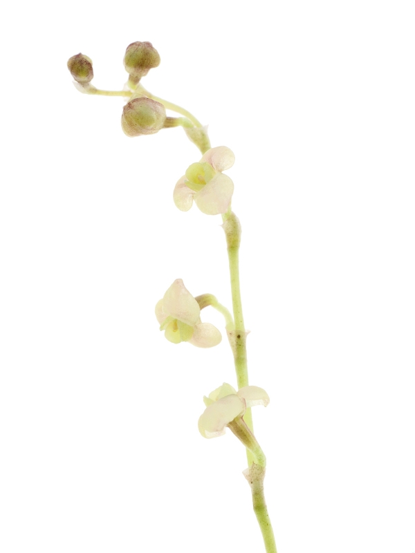 Stelis hirtella