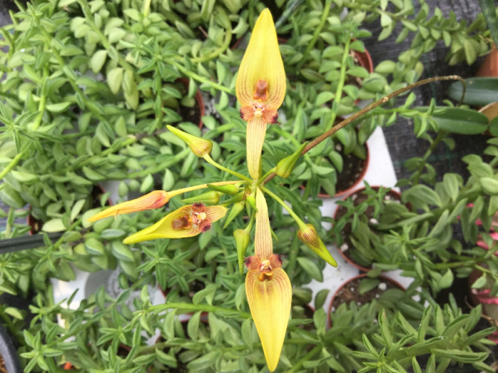 Bulbophyllum blepharistes