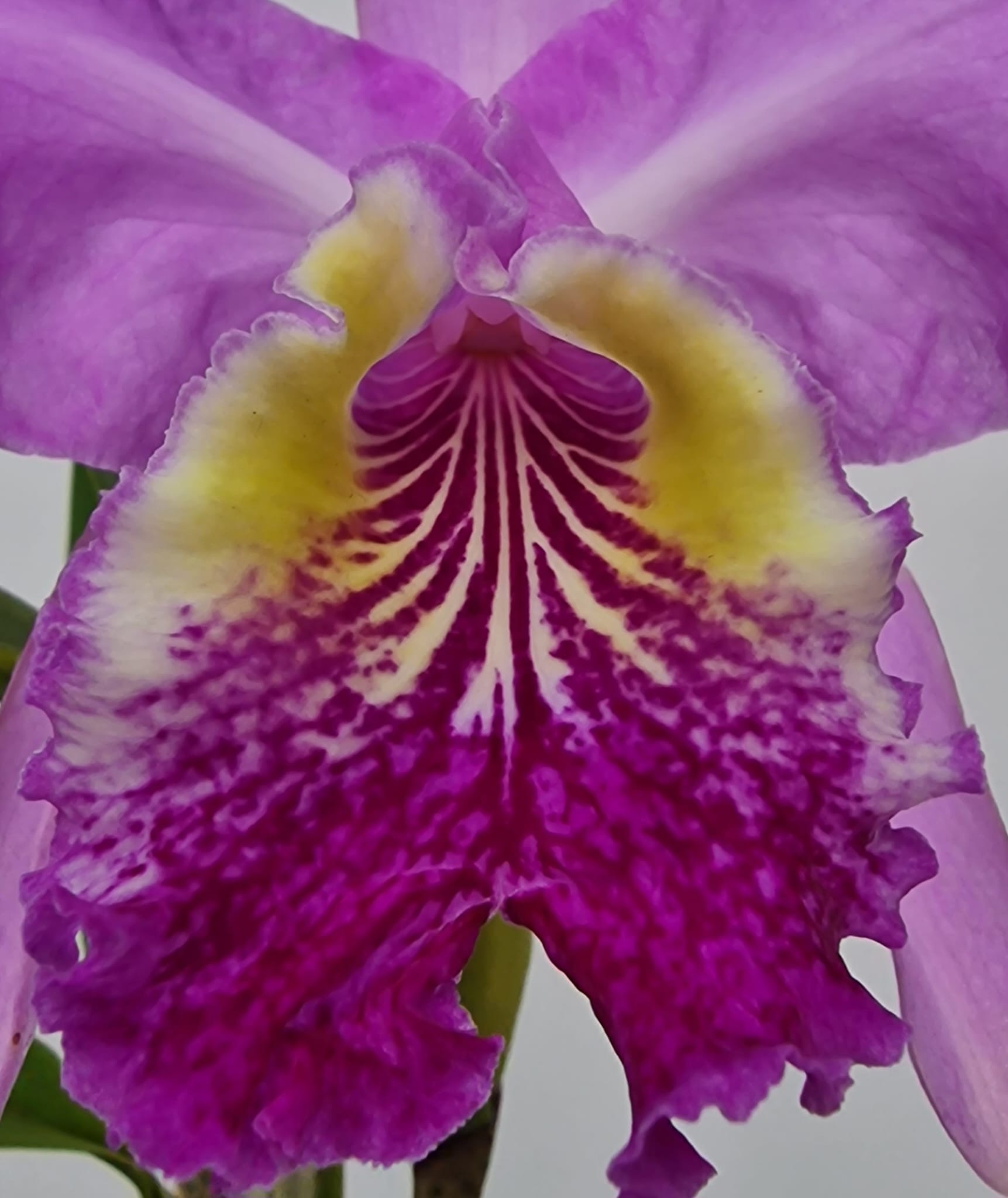 Cattleya lueddemanniana 