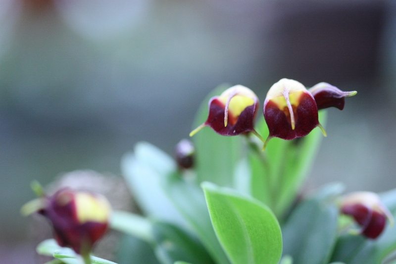 Masdevallia brachyura