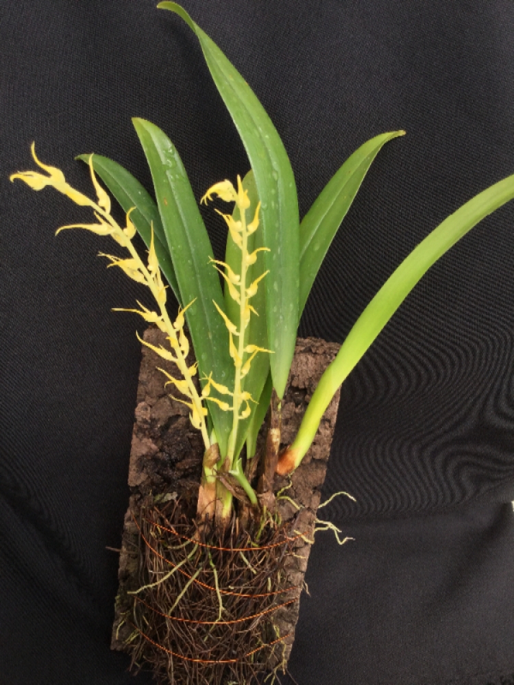 Bulbophyllum gibbosum