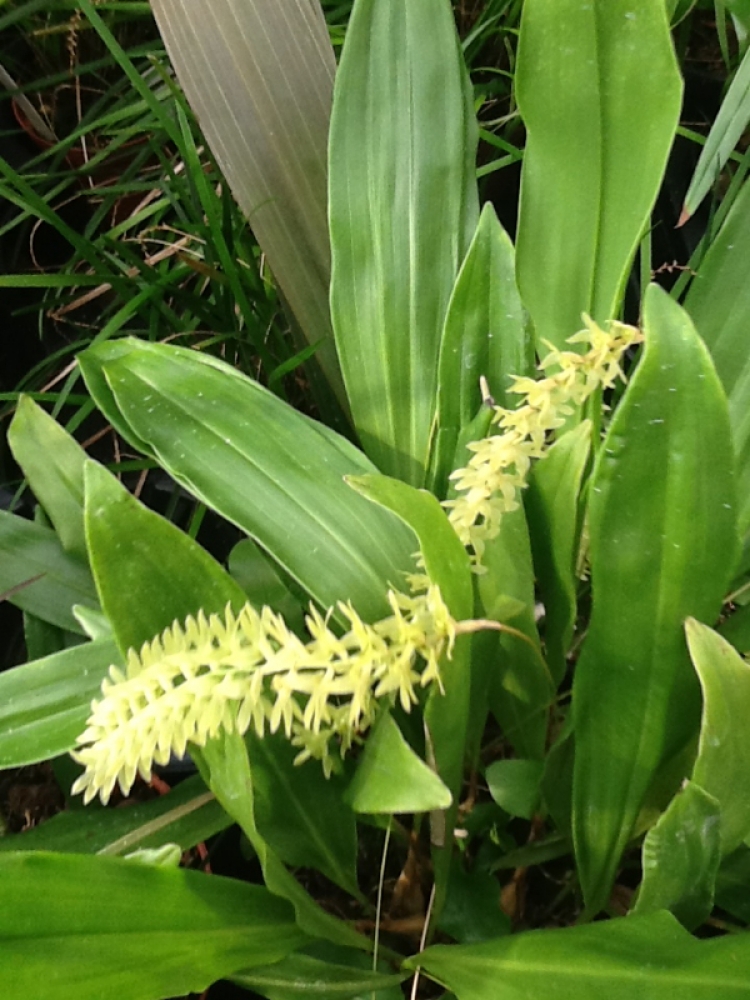 Dendrochilum formosanum