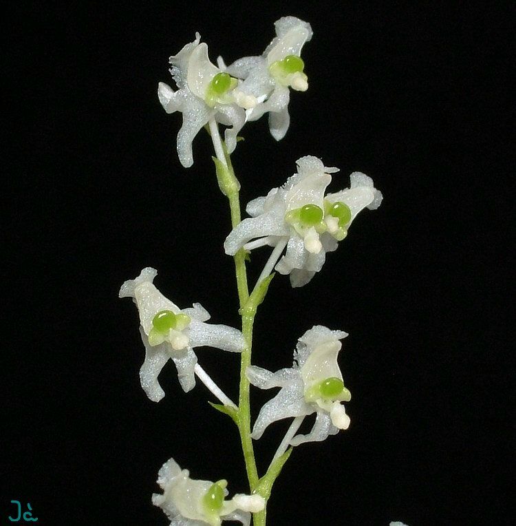 Phymatidium falcifolium