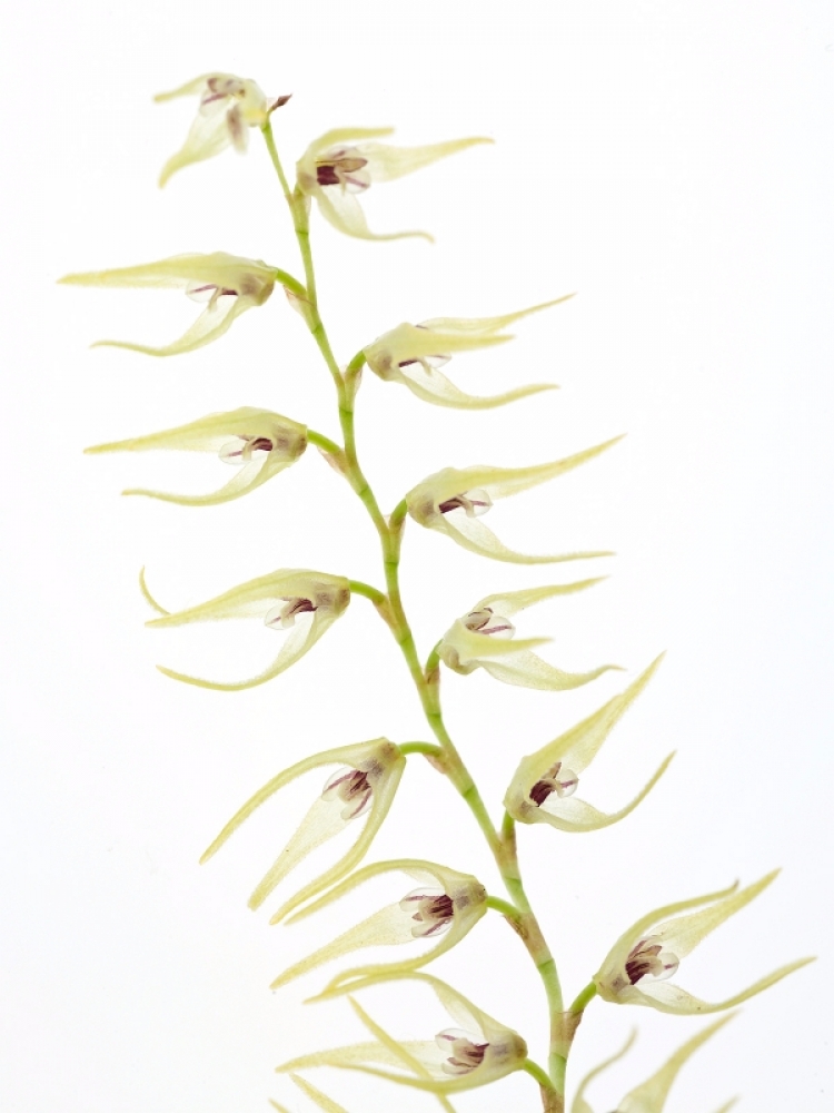Pleurothallis dolichopus