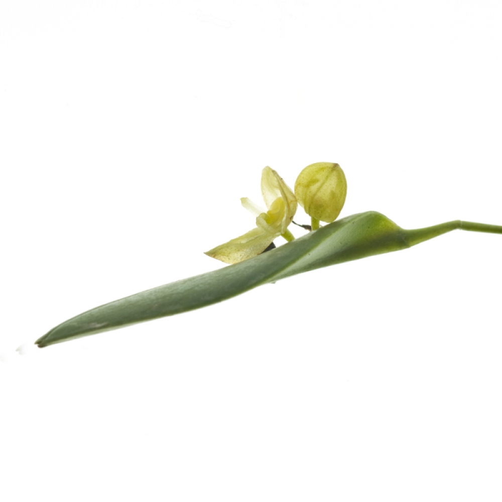 Pleurothallis sphaerantha