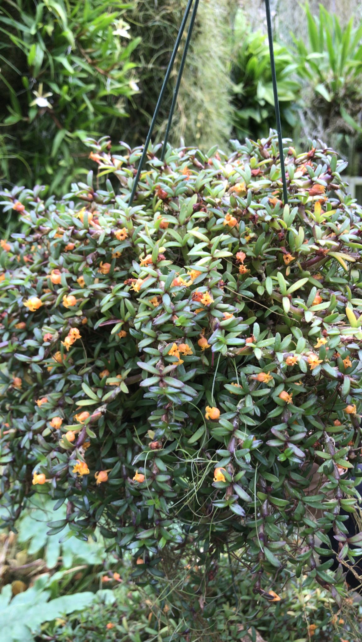 Mediocalcar decoratum (große Mutterpflanze)