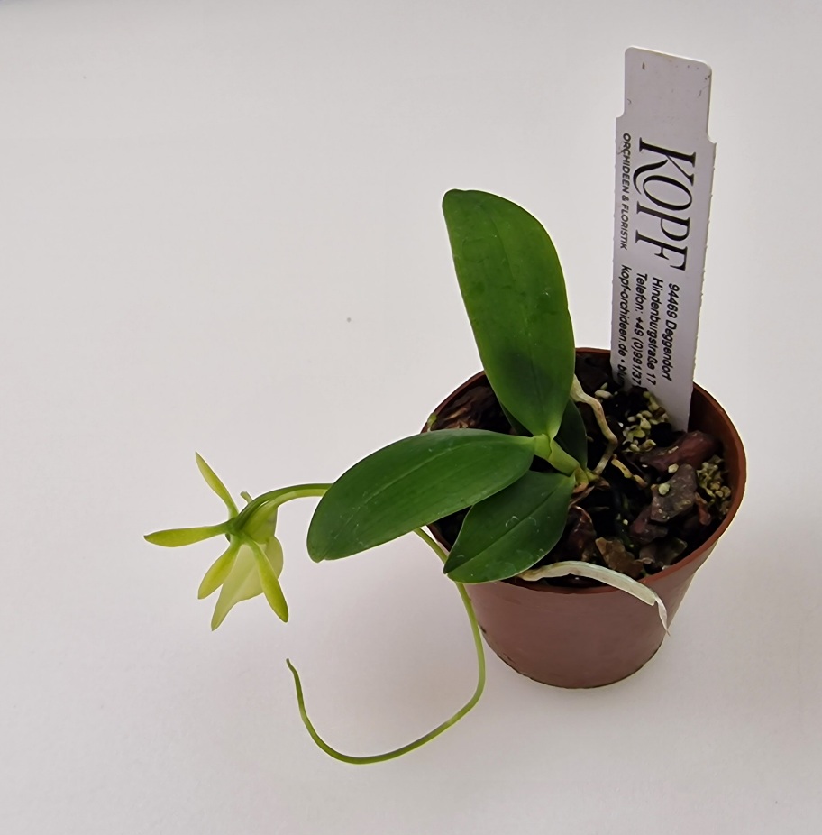 Neobathiea grandidieriana