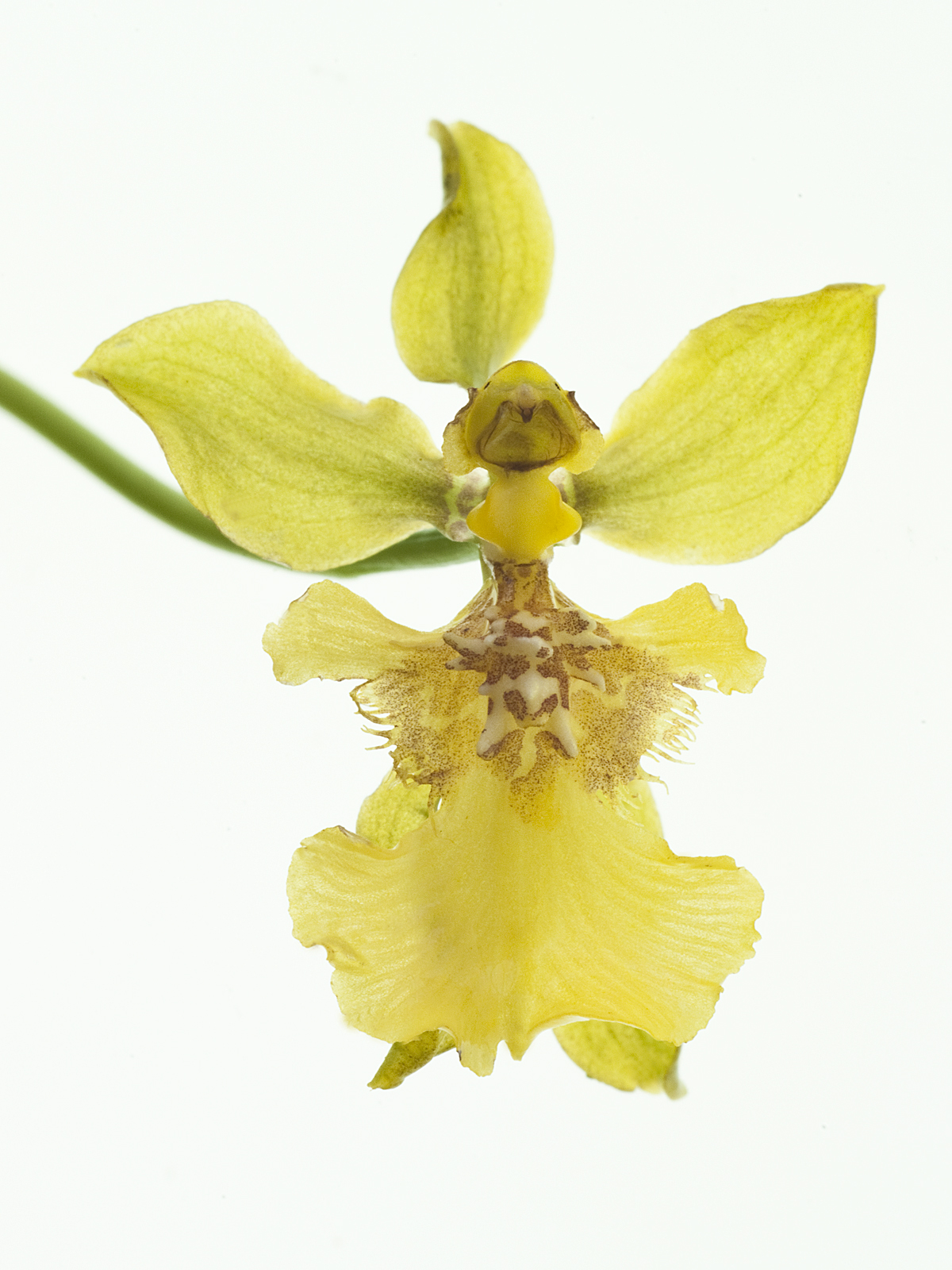 Gomesa longipes (Oncidium longipes)