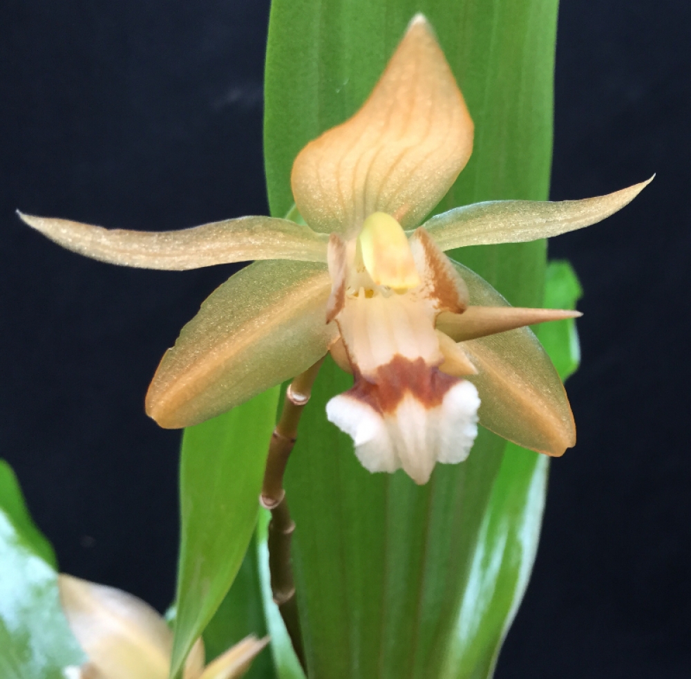 Coelogyne speciosa x miniata