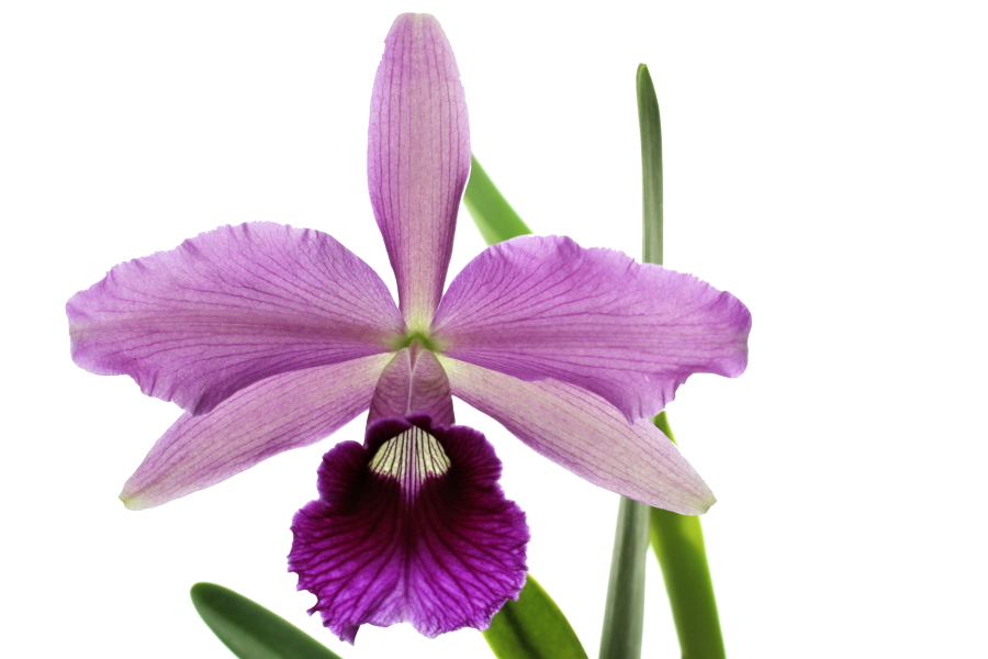 Laelia tenebrosa x Laelia purpurata sanquinea