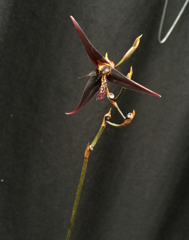 Pleurothallis anfracta