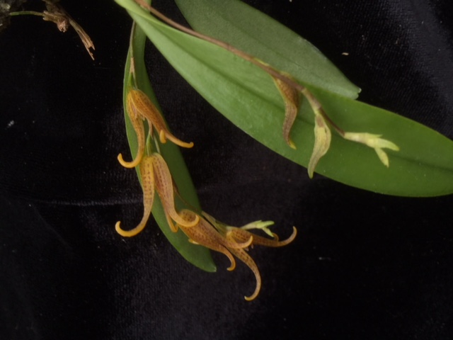 Pleurothallis tripterantha