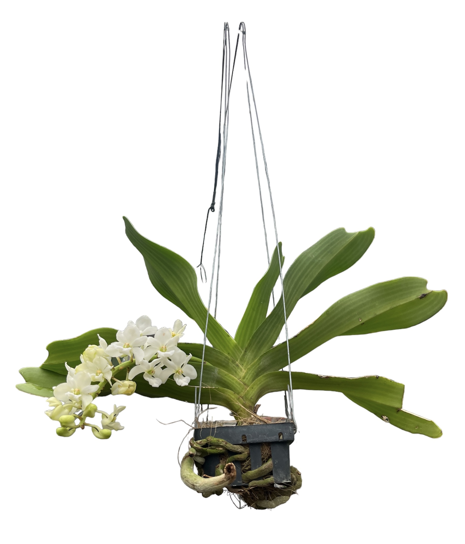 Rhynchostylis gigantea (white/weiß)