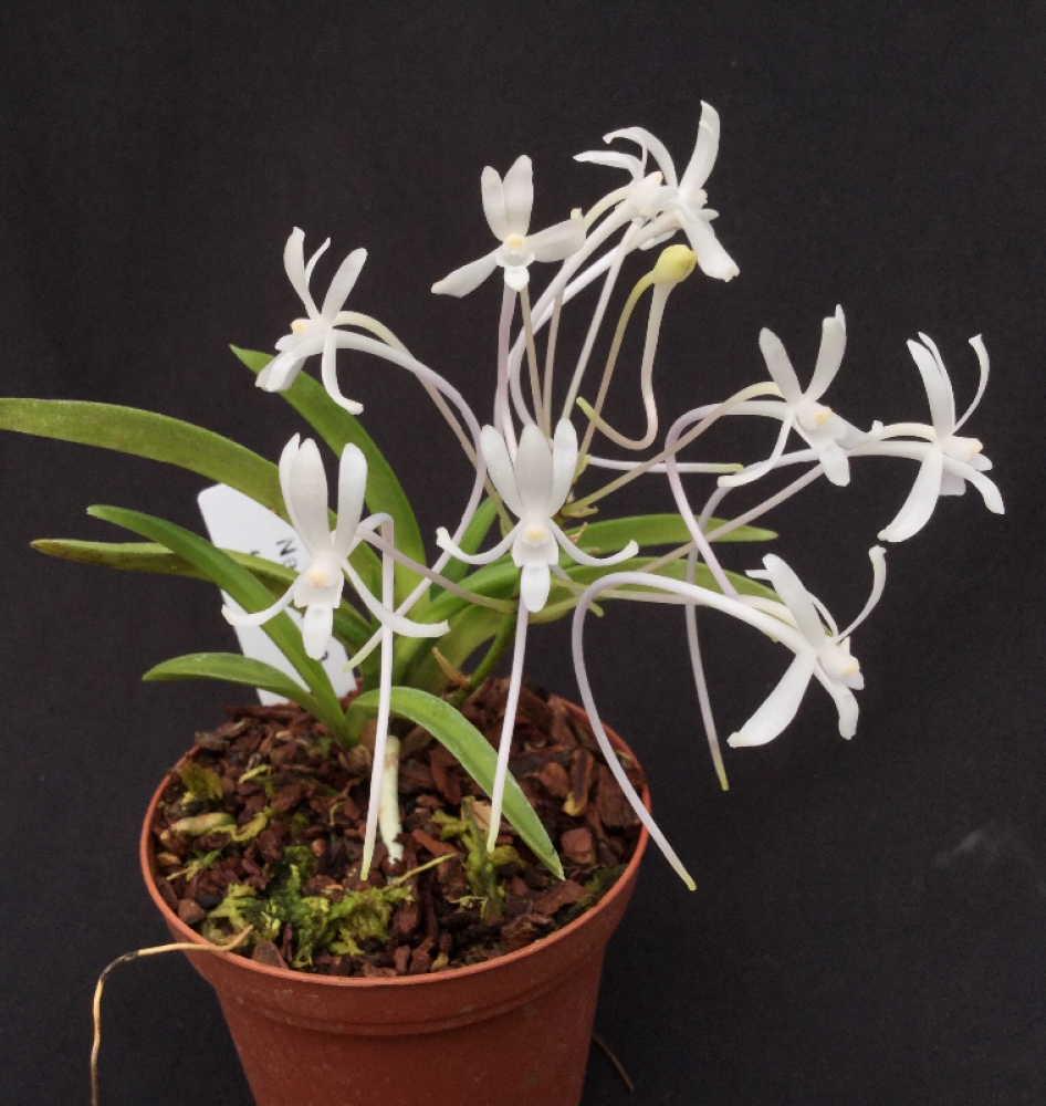 Neofinetia falcata 