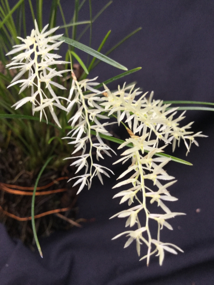 Dendrochilum warrenii