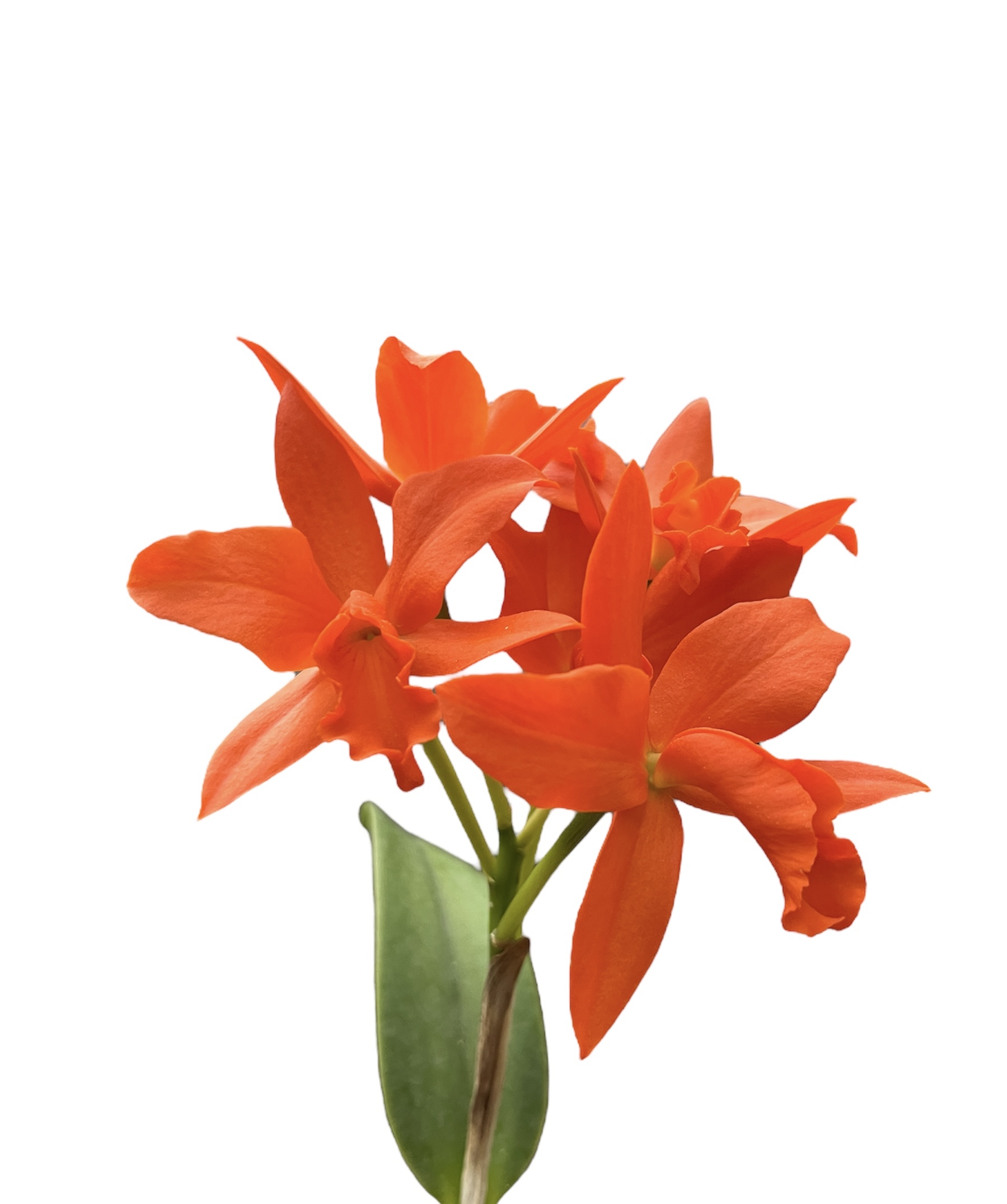 Cattleya Young Min Gold cattleya-young-min-gold