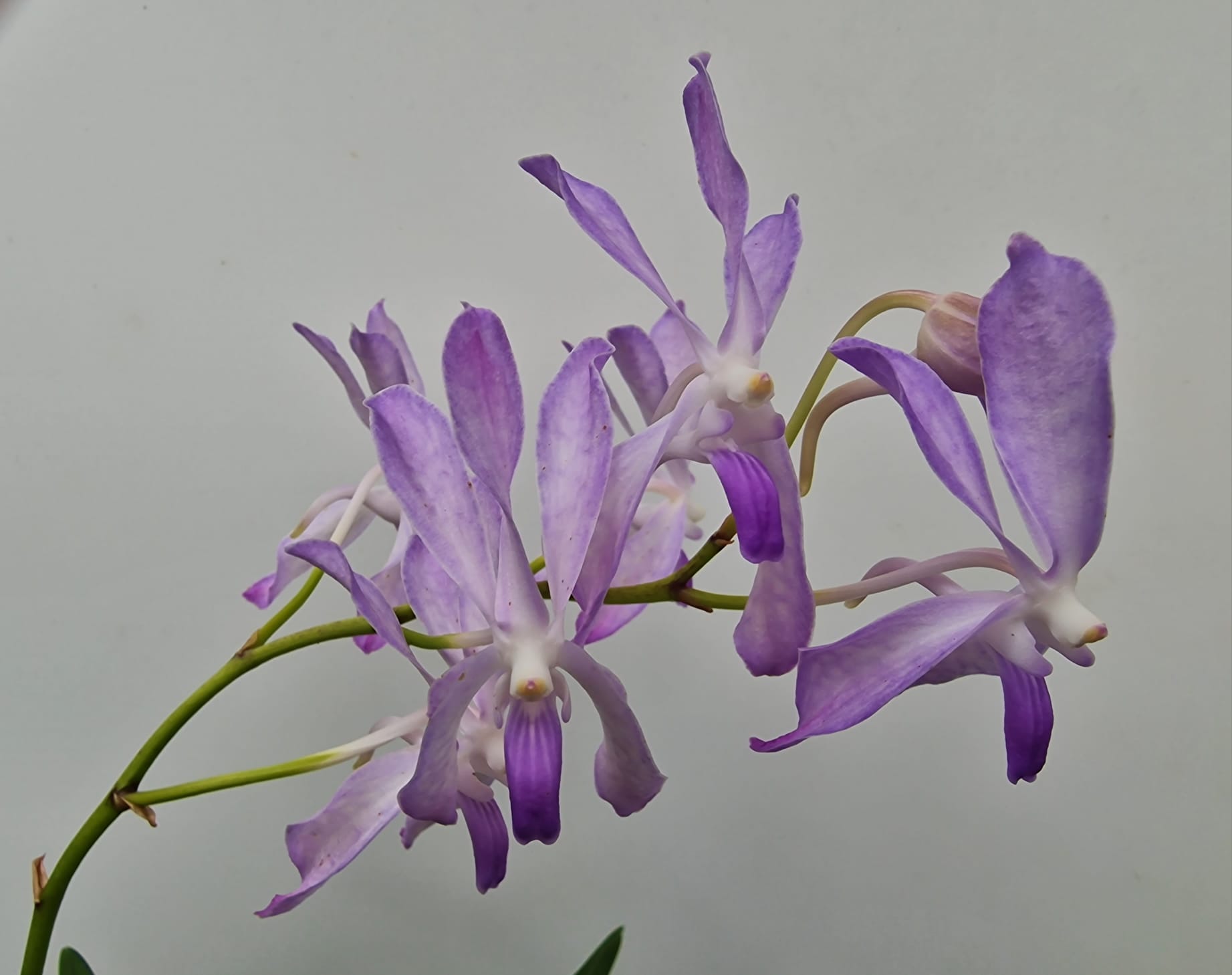 Vandofinetia Pat Arcari (Neofinetia falcata x Vanda coerulea)