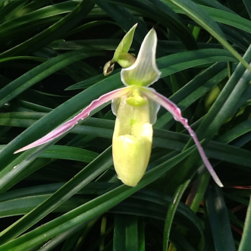 Phragmipedium hartwegii f.baderi