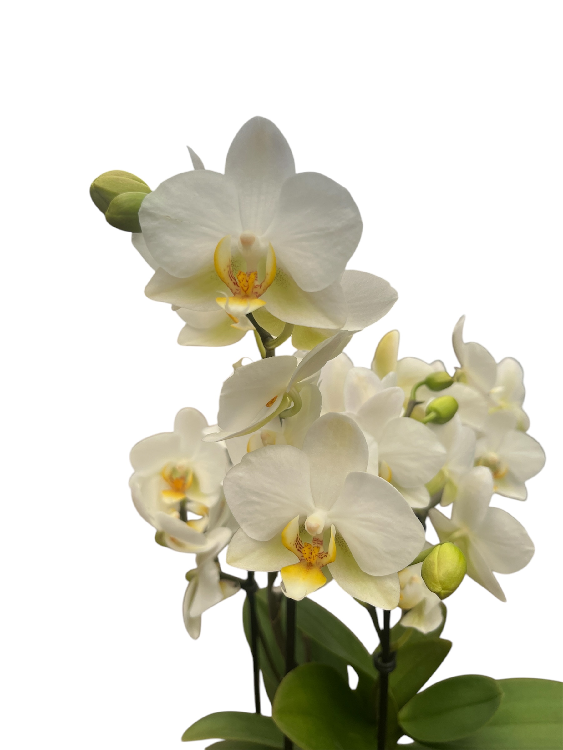 Phalaenopsis Boquetto Beauty