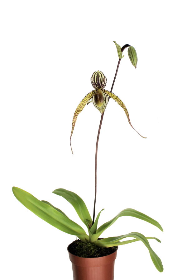 Paphiopedilum Kemp Tower x St.Swithin 