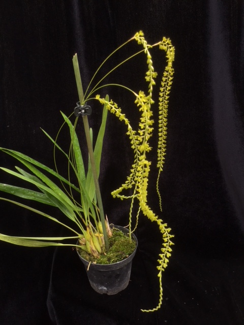 Dendrochilum formosanum