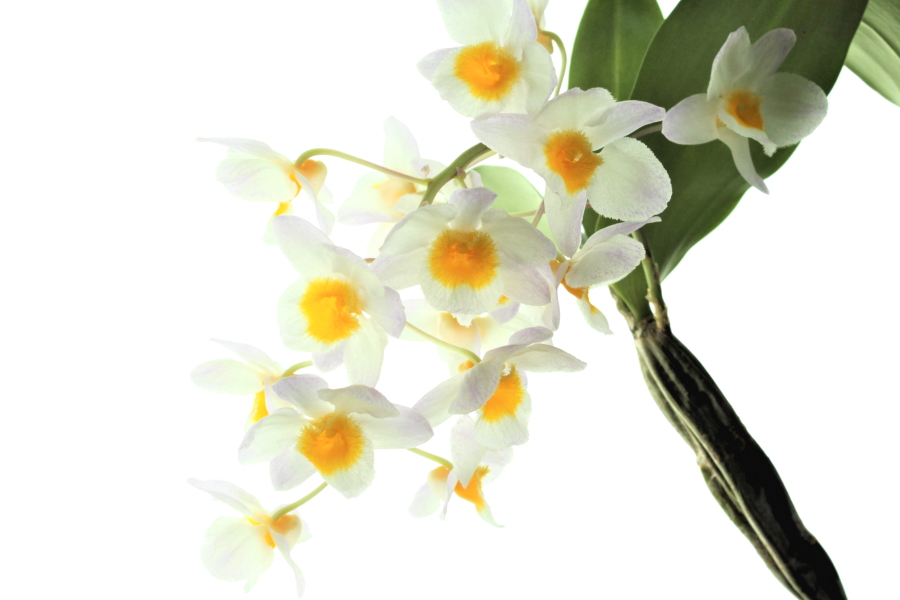 Dendrobium griffithianum x farmeri