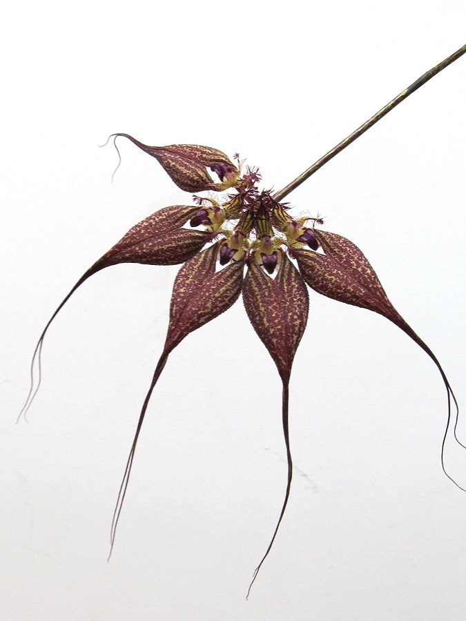 Bulbophyllum rothschildianum