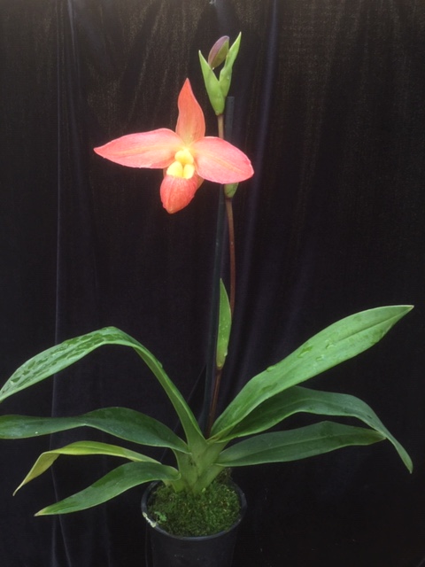 Phragmipedium Eric Young(longifolium x bessae)