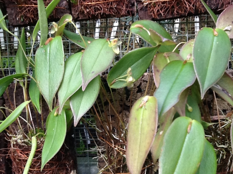 Pleurothallis epiglottis