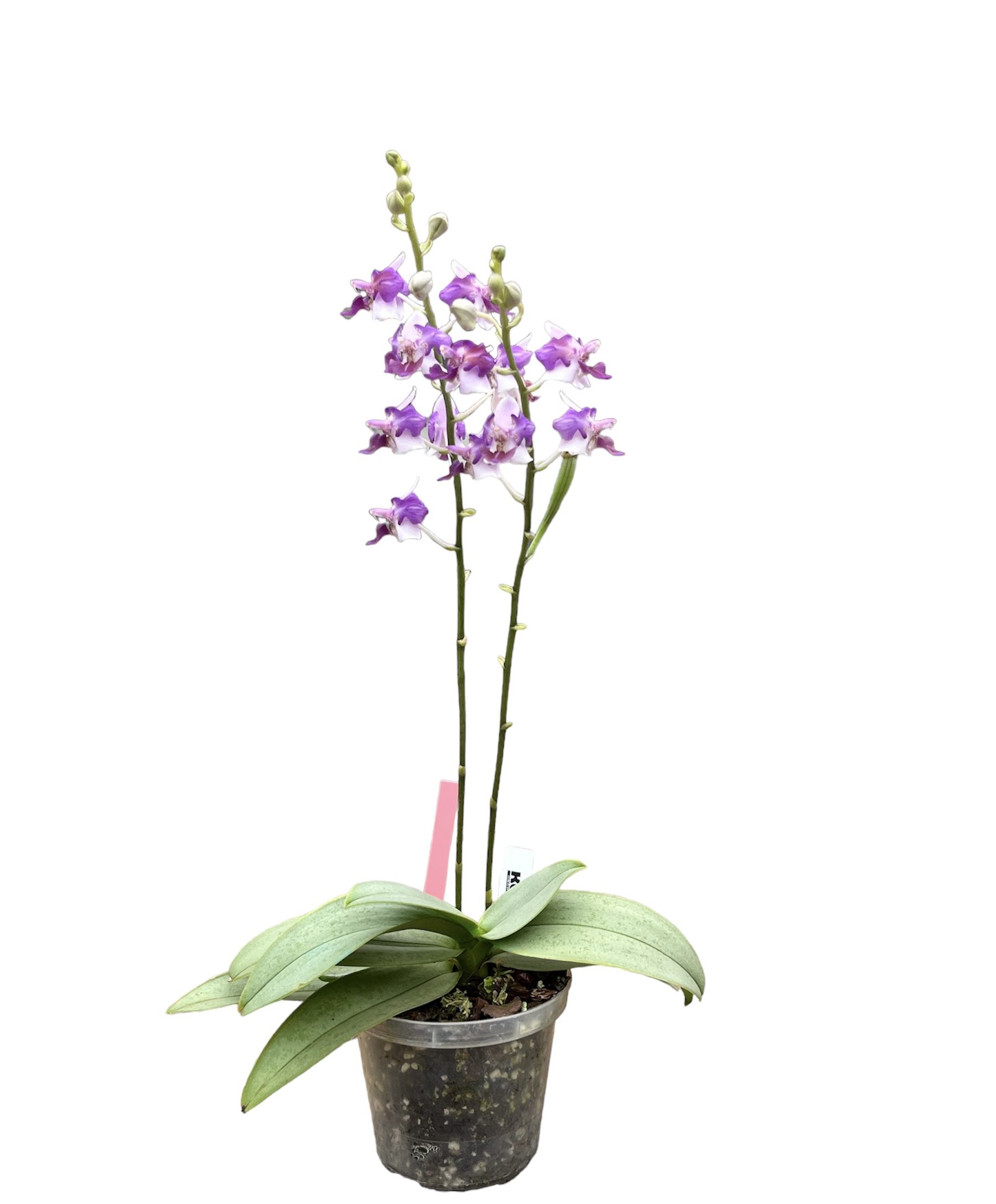 Phalaenopsis Memoria Val Rettig 'Peloric'