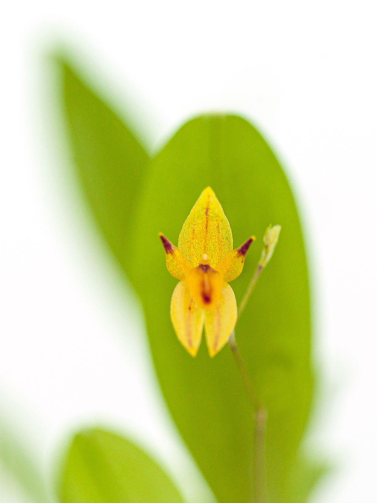 Pleurothallis rubella (aufgebunden)