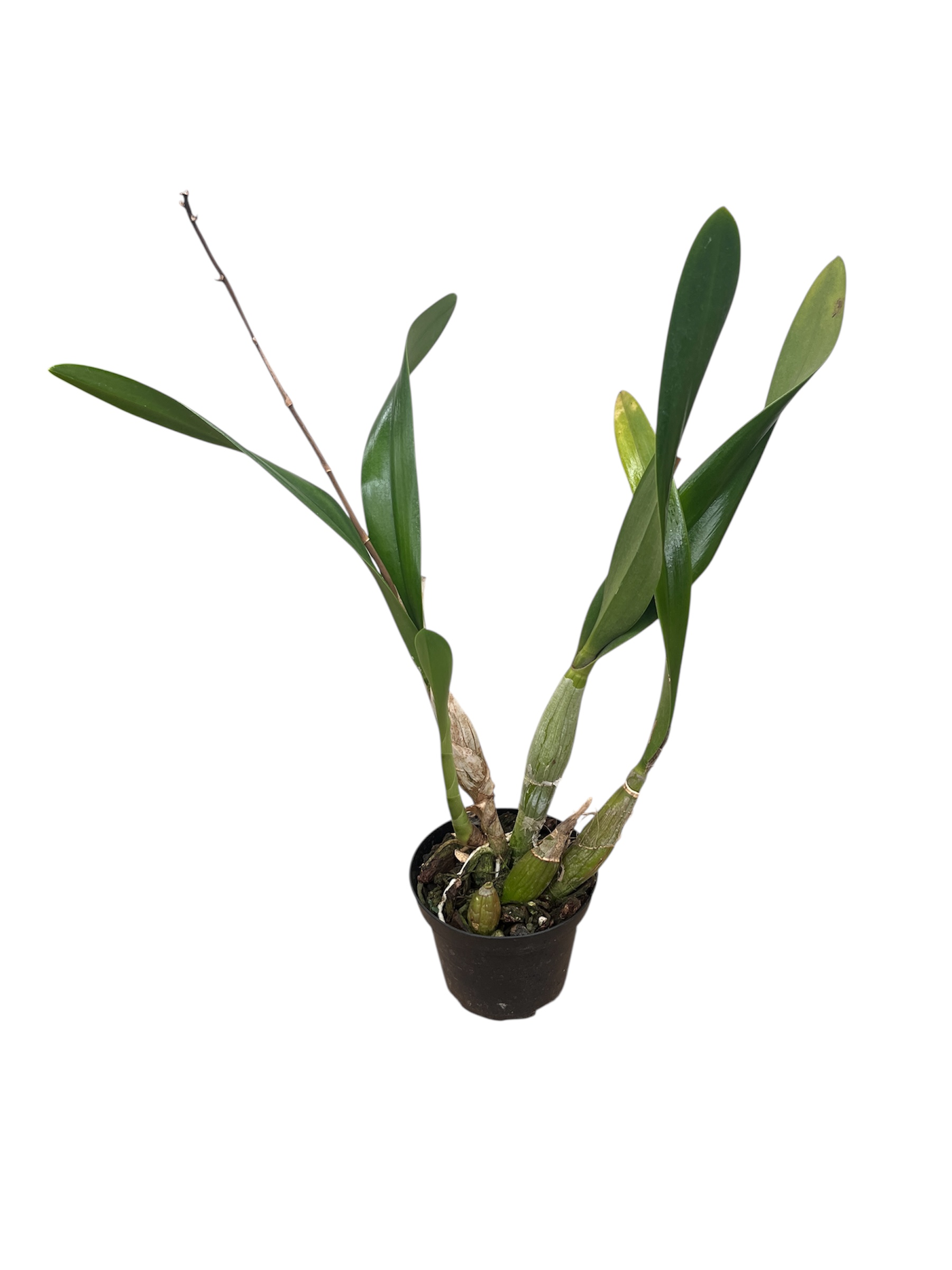 Encyclia correllii x Cattleya Trick or Treat