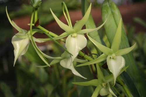 Angraecum Veitchii (eburneum x sesquipedale)