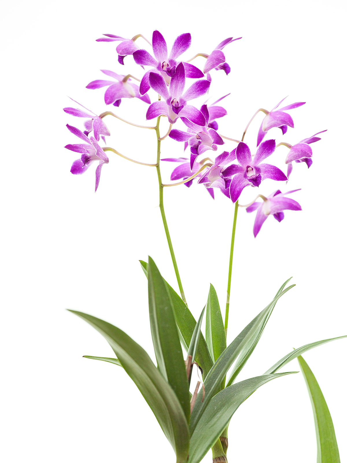 Dendrobium kingianum