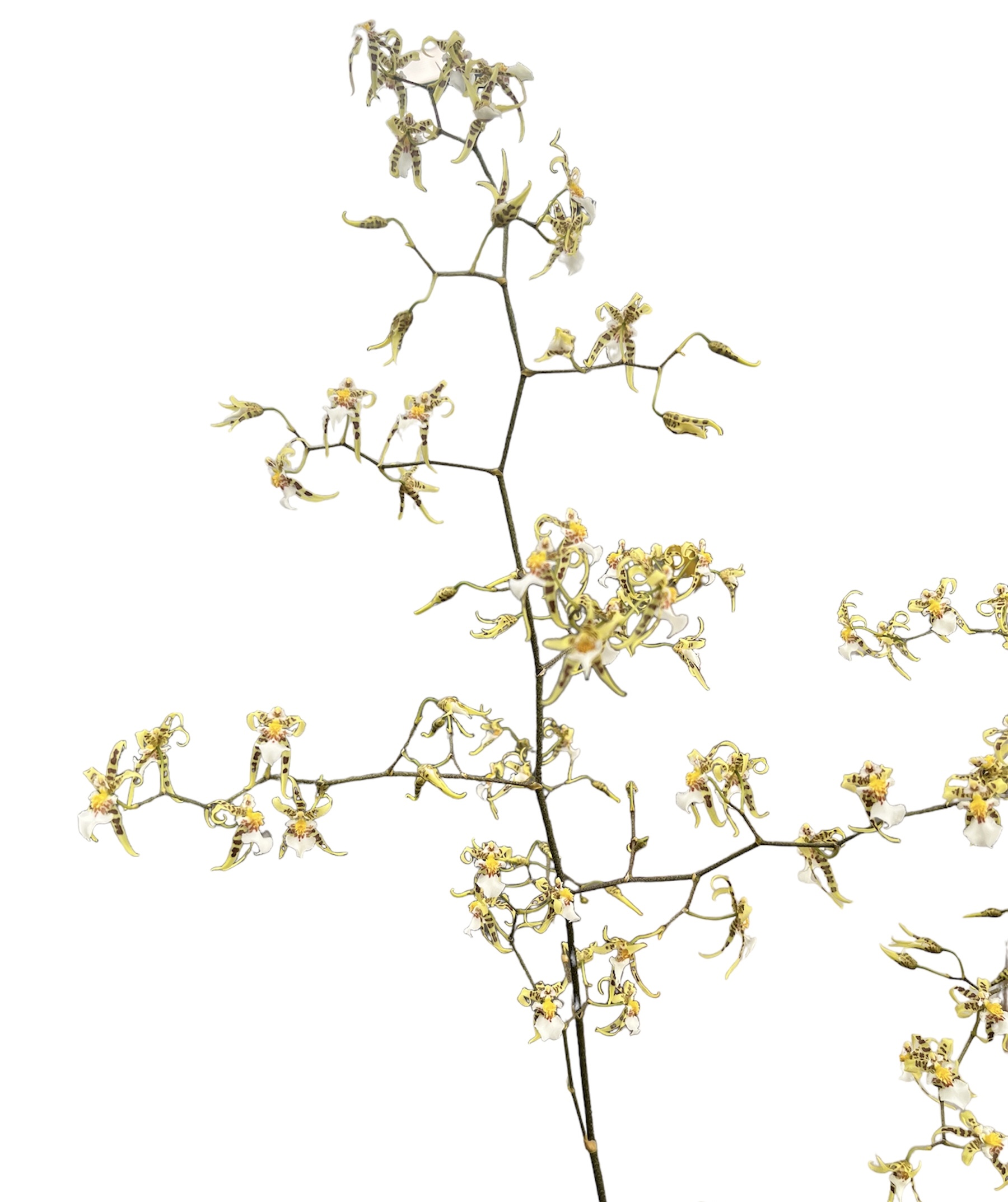 Oncidium phymatochilum