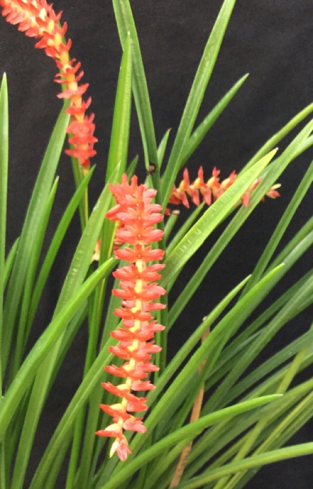 Dendrochilum wenzelii