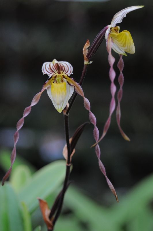 Paphiopedilum philippinense (select)