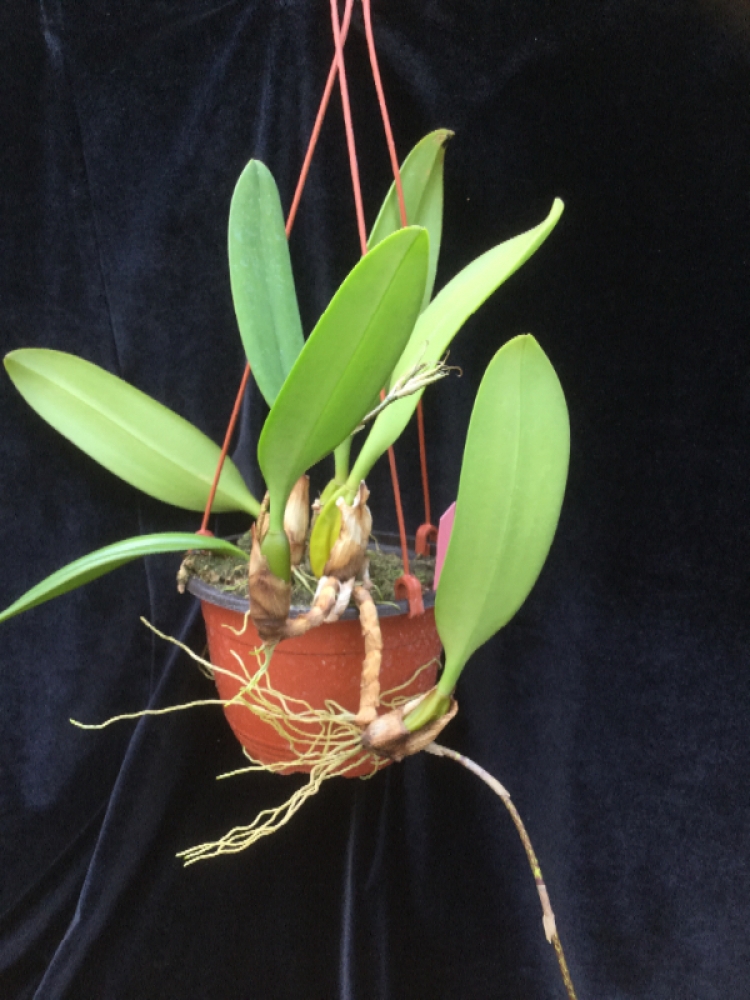 Bulbophyllum Elizabeth Ann 'Buckleberry'