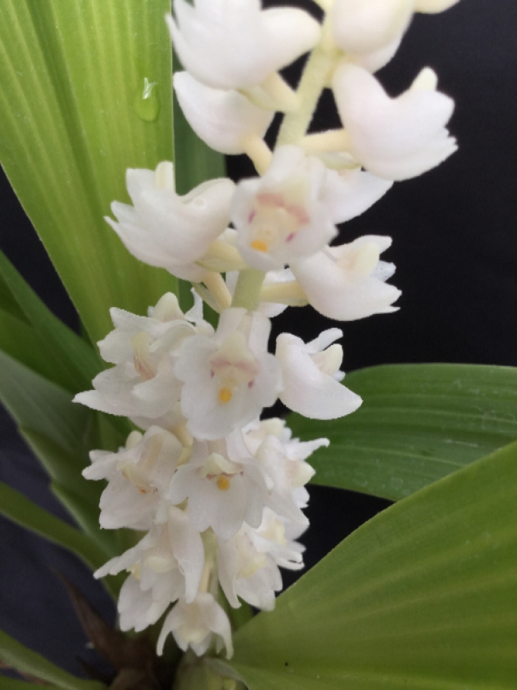 Bryobium hyacinthoides