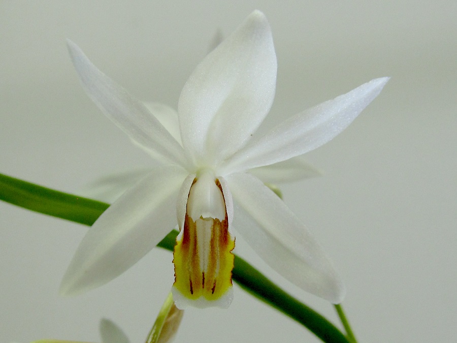 Coelogyne huettneriana