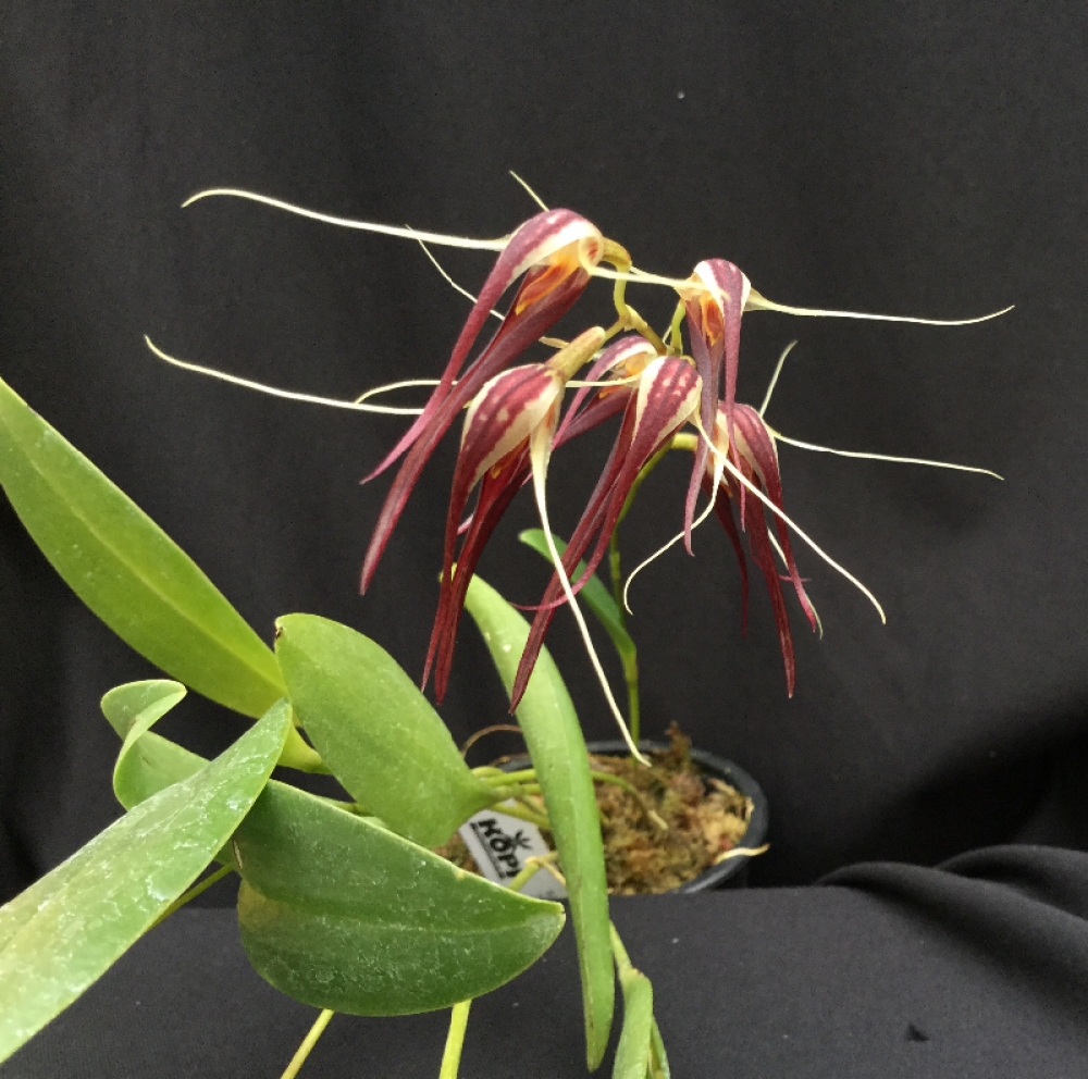 Pleurothallis biserrula