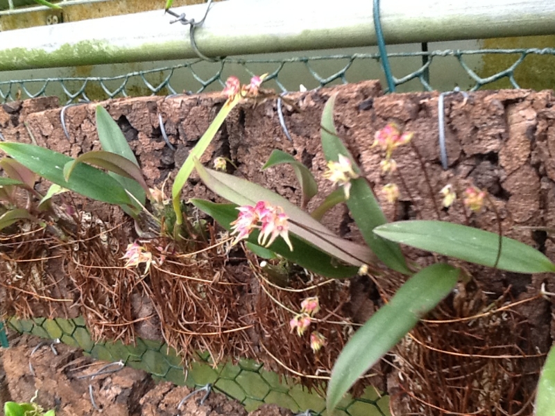 Bulbophyllum levinei