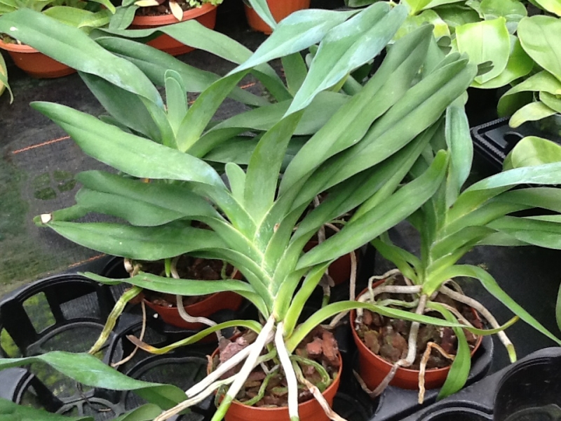 Angraecum sesquipedale