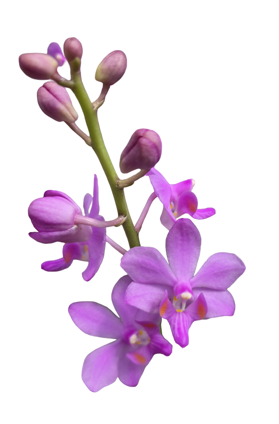 Phalaenopsis ubonensis