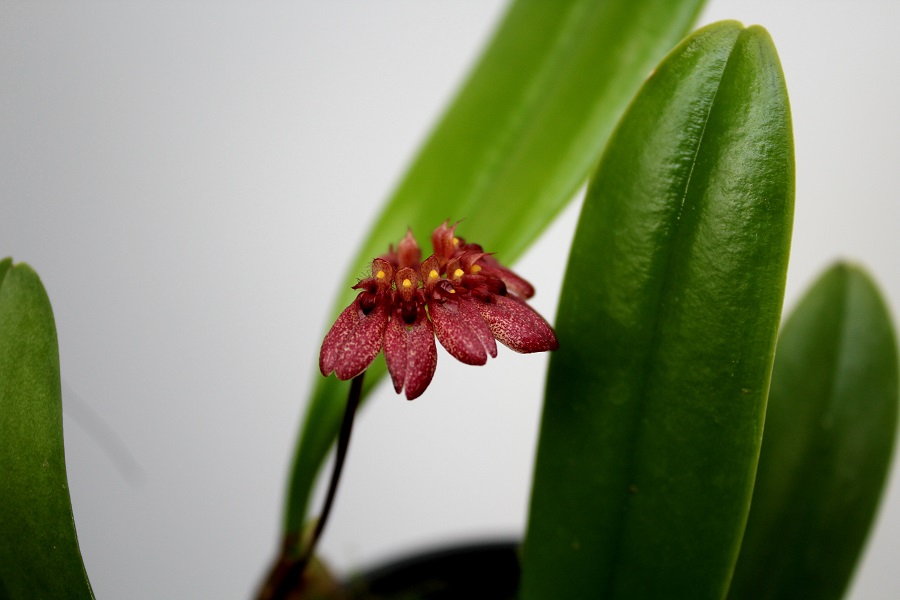 Bulbophyllum corolliferum