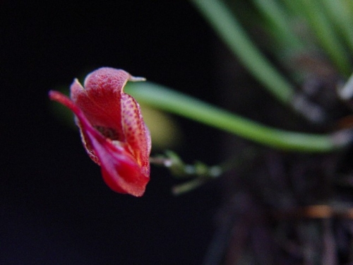 Scaphosepalum anchoriferum