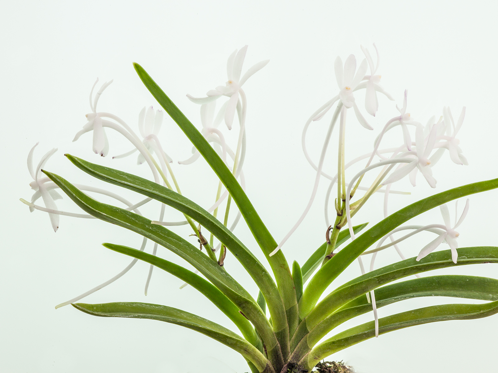 Neofinetia falcata 