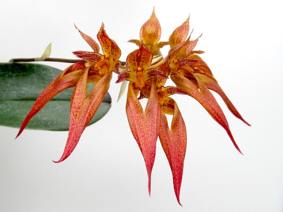 Bulbophyllum phalaenopsis x longibrachiatum