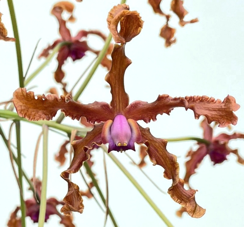 Laelia colombiana (Schomburgkia wallisii)