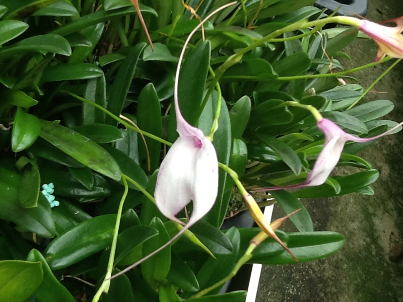 Masdevallia Measuresiana